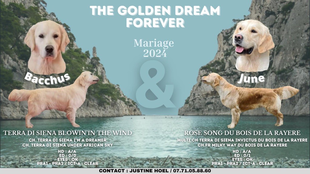 The Golden Dream Forever - June x Bacchus