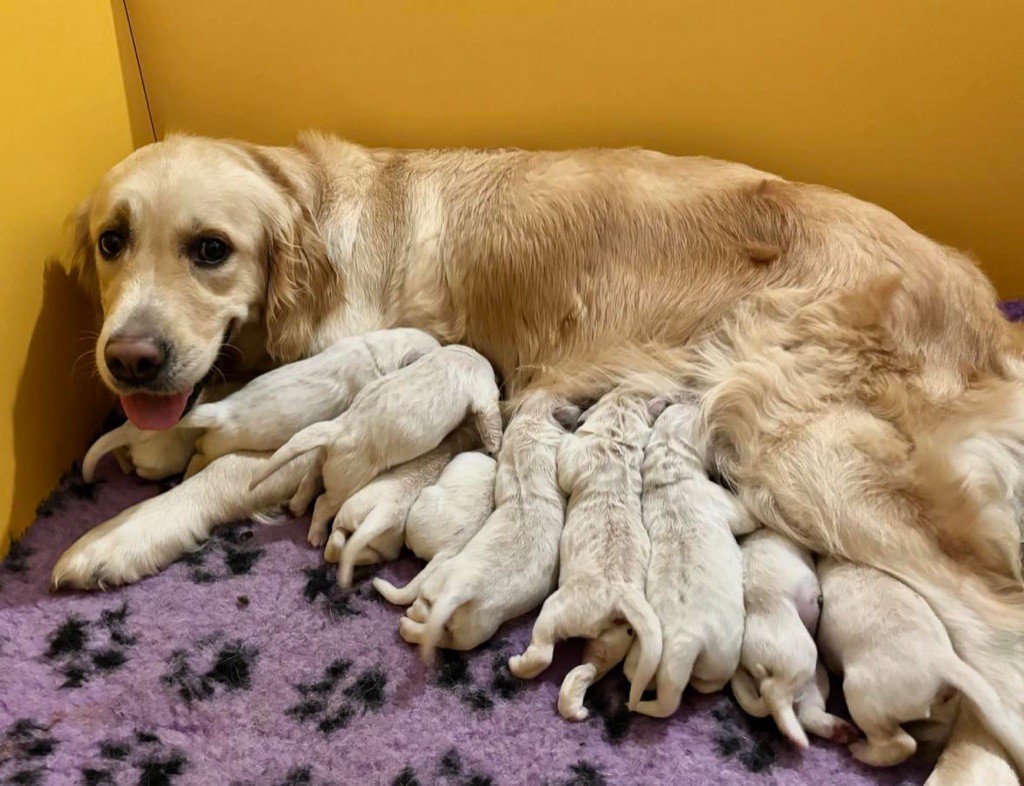 The Golden Dream Forever - Les Bébés sont nés !