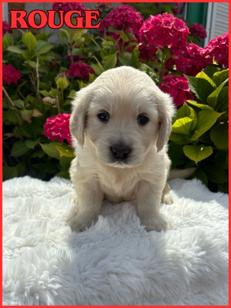 The Golden Dream Forever - Chiots disponibles - Golden Retriever