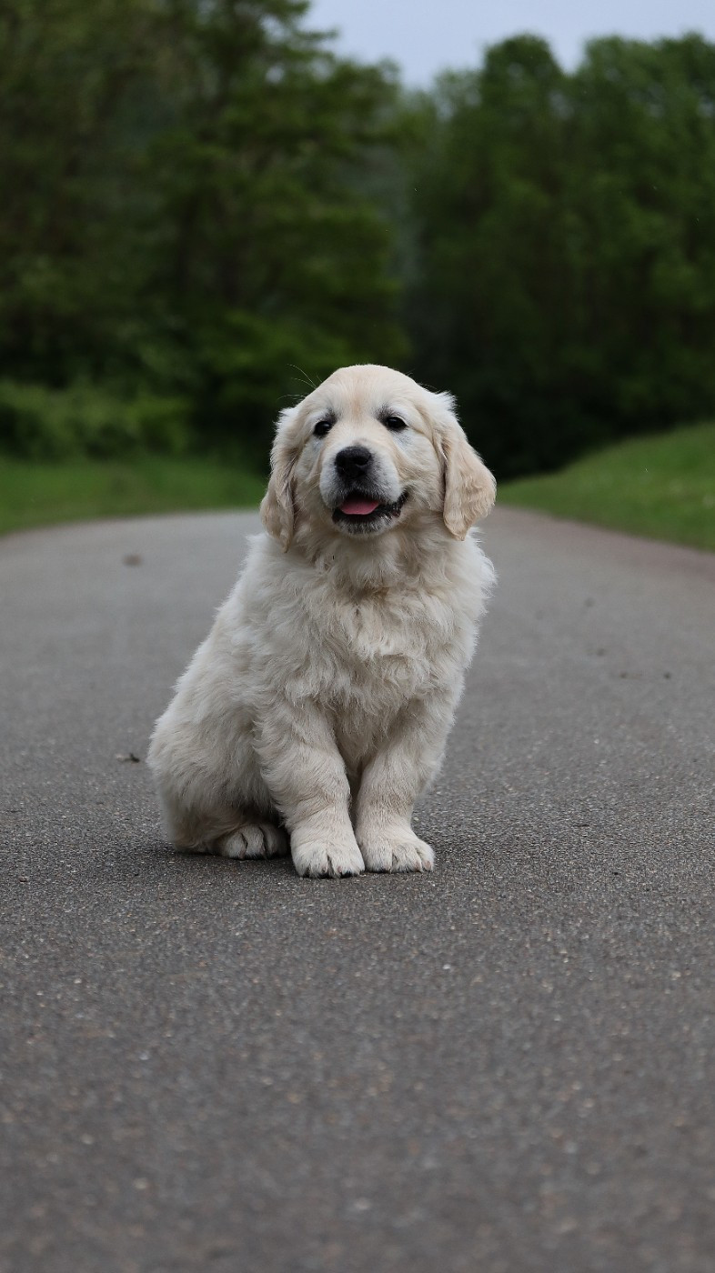 The Golden Dream Forever - Chiots disponibles - Golden Retriever