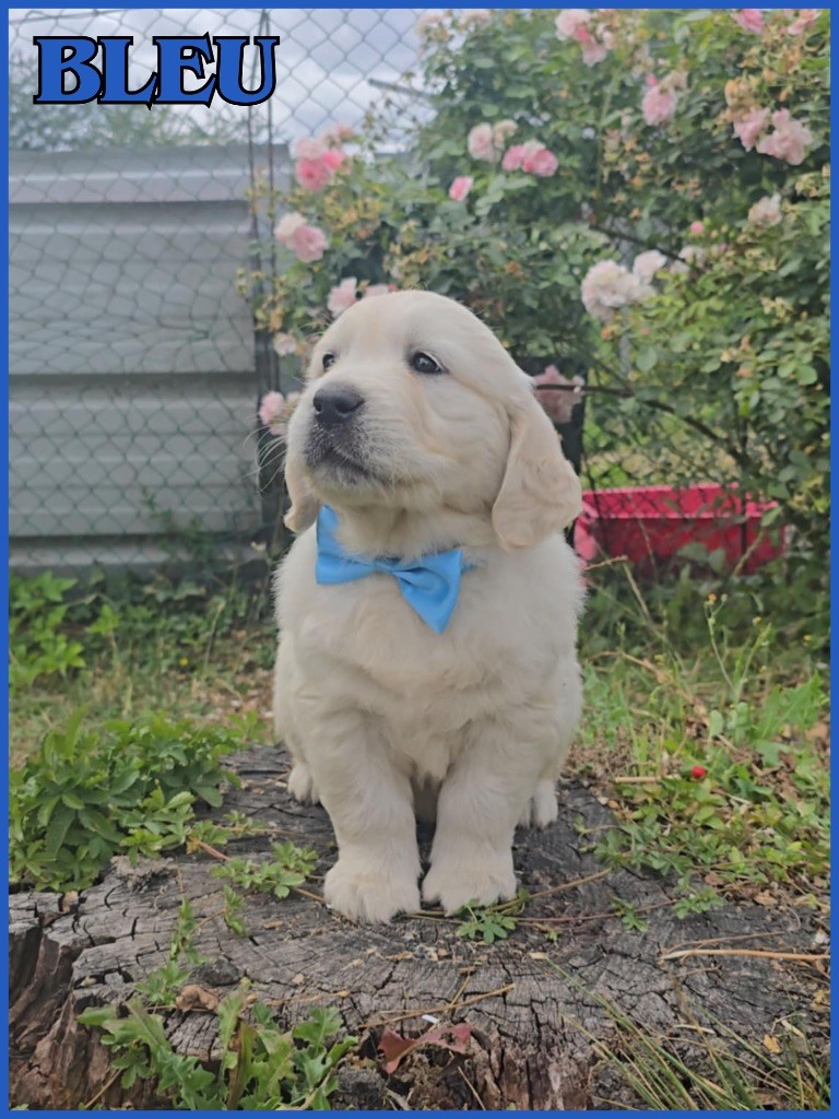 The Golden Dream Forever - Chiots disponibles - Golden Retriever