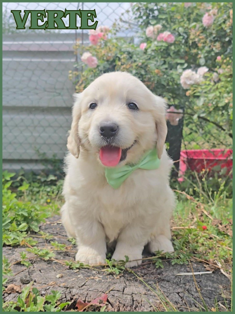 The Golden Dream Forever - Chiots disponibles - Golden Retriever