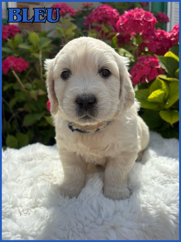 The Golden Dream Forever - Chiots disponibles - Golden Retriever