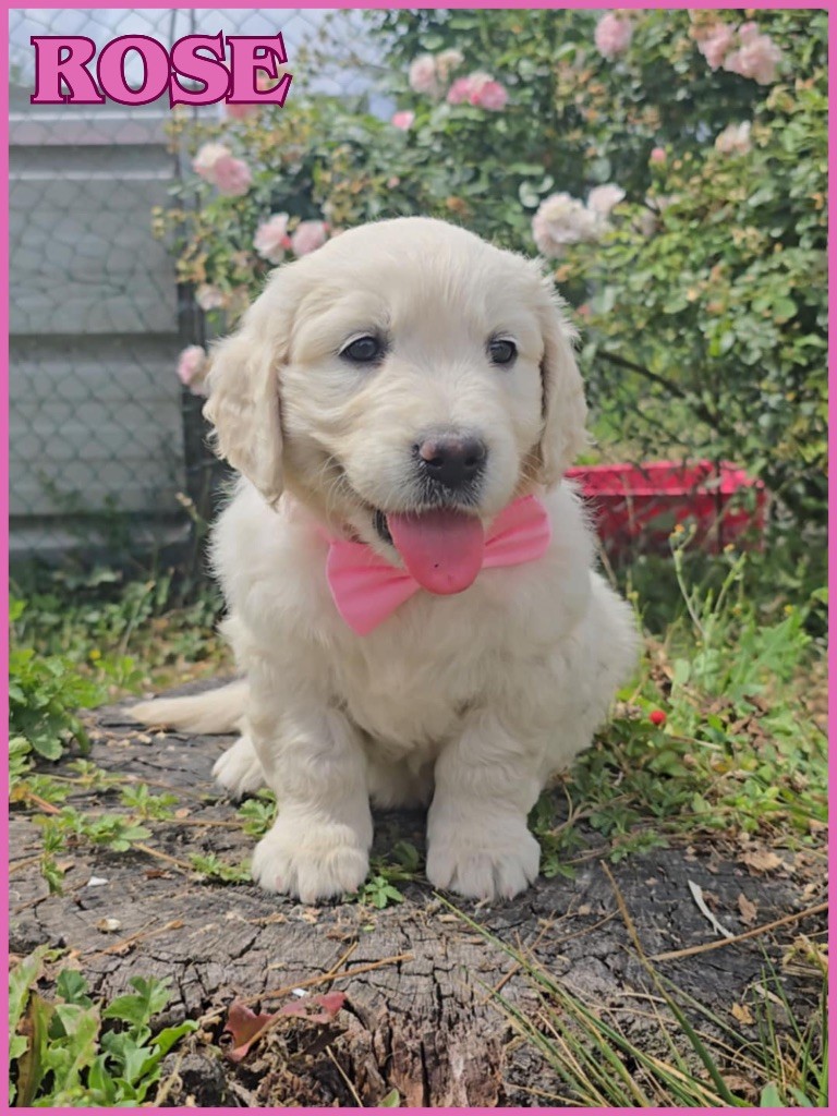 The Golden Dream Forever - Chiots disponibles - Golden Retriever