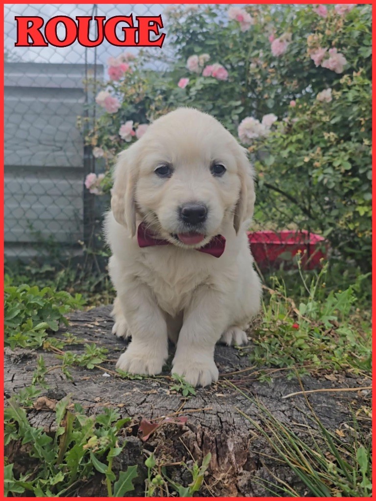 The Golden Dream Forever - Chiots disponibles - Golden Retriever