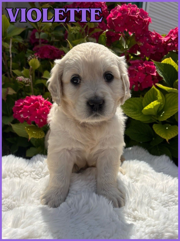The Golden Dream Forever - Chiots disponibles - Golden Retriever
