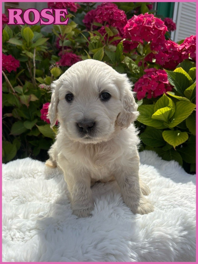 The Golden Dream Forever - Chiots disponibles - Golden Retriever