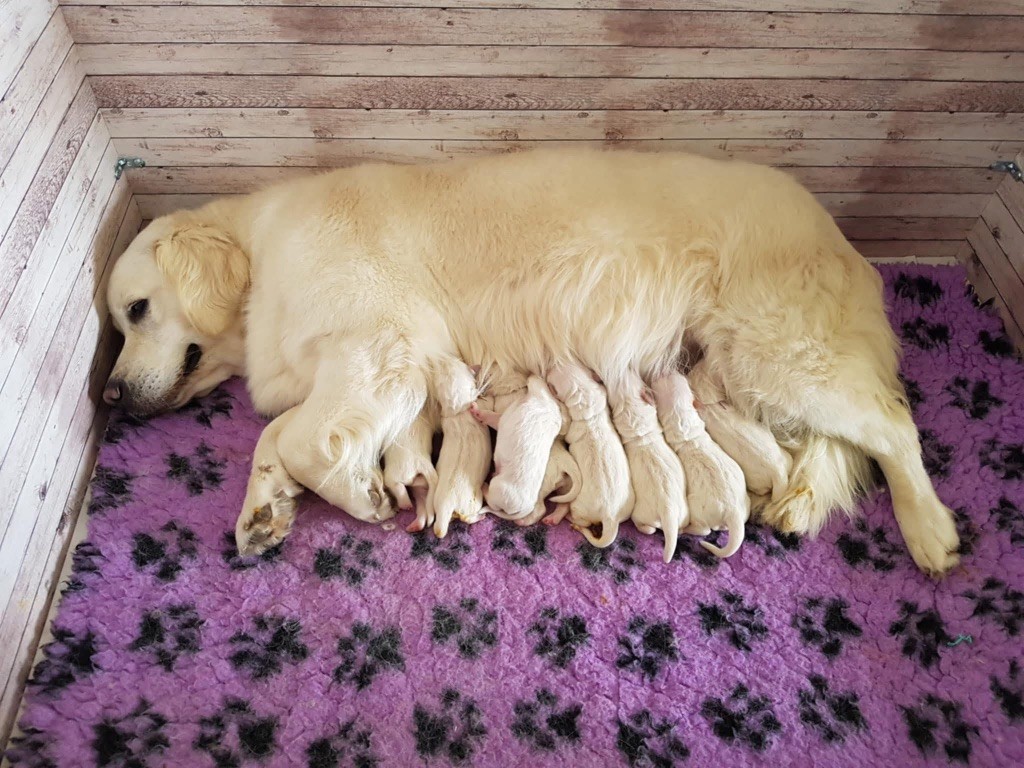 Chiot Golden Retriever The Golden Dream Forever