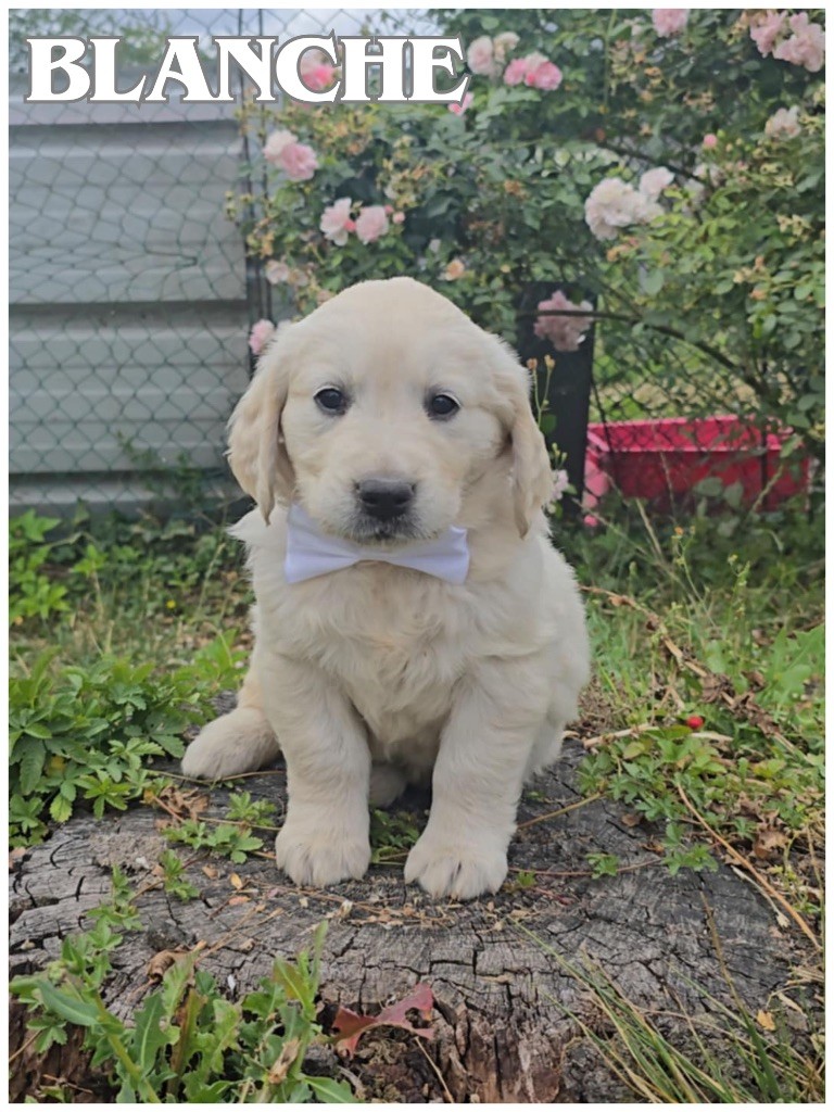 The Golden Dream Forever - Chiots disponibles - Golden Retriever