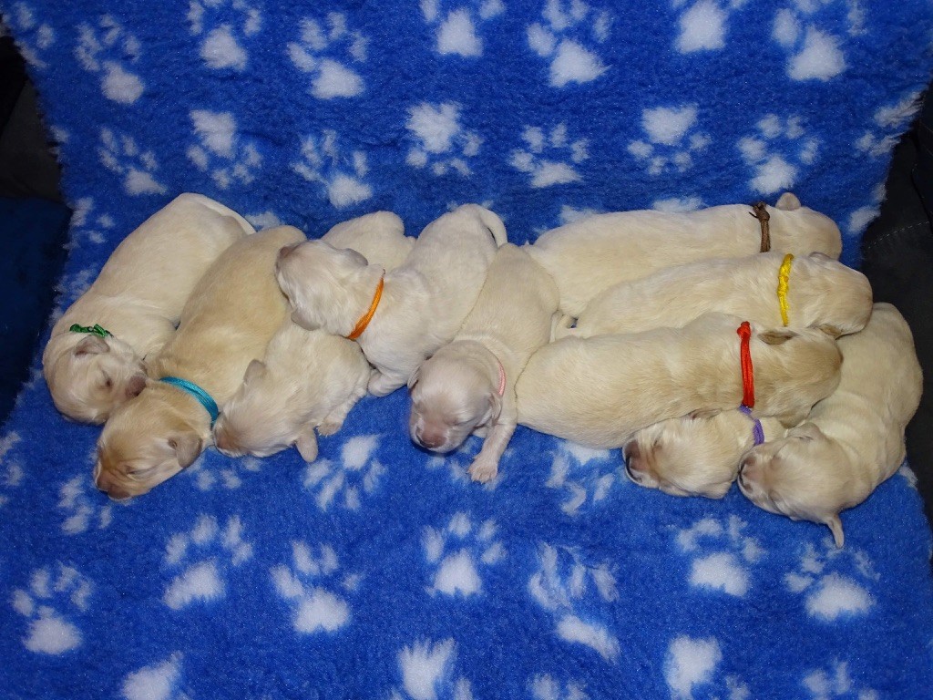 Chiot Golden Retriever The Golden Dream Forever