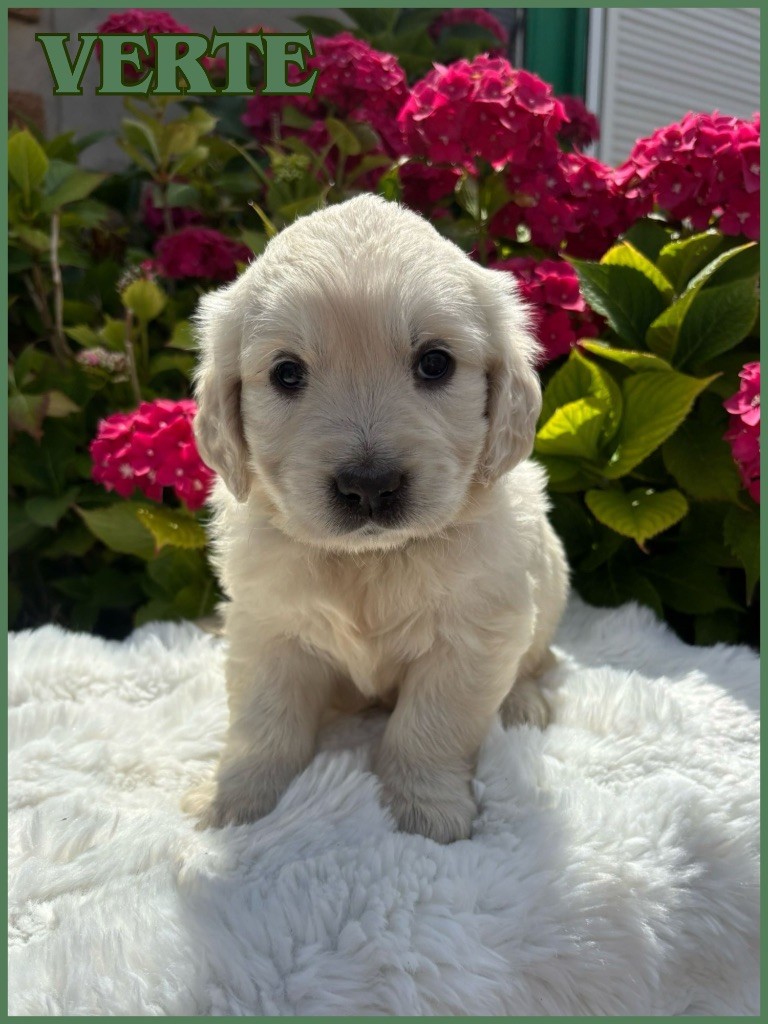 The Golden Dream Forever - Chiots disponibles - Golden Retriever