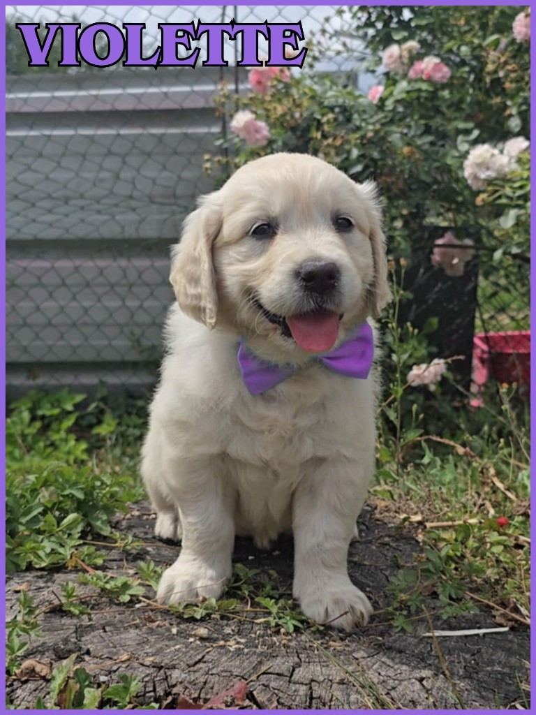 The Golden Dream Forever - Chiots disponibles - Golden Retriever