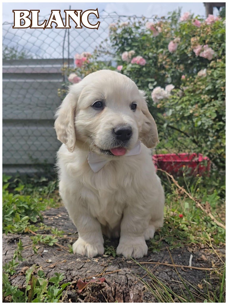 The Golden Dream Forever - Chiots disponibles - Golden Retriever