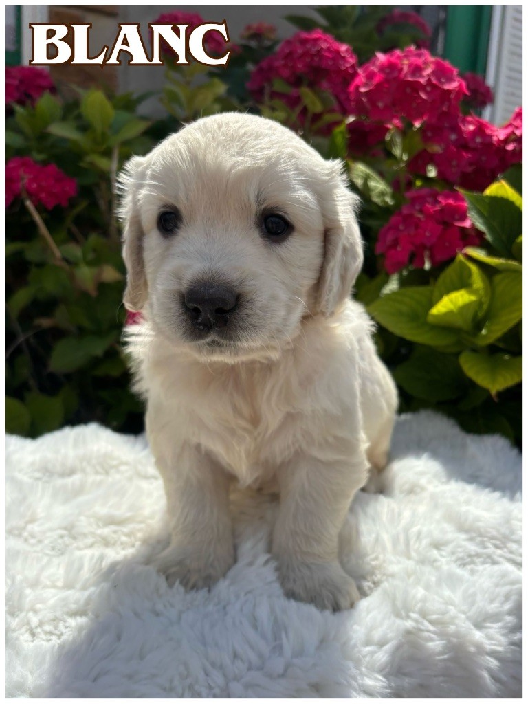 The Golden Dream Forever - Chiots disponibles - Golden Retriever